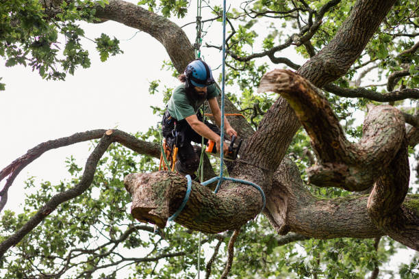 Best Emergency Tree Removal  in Azalea Park, FL